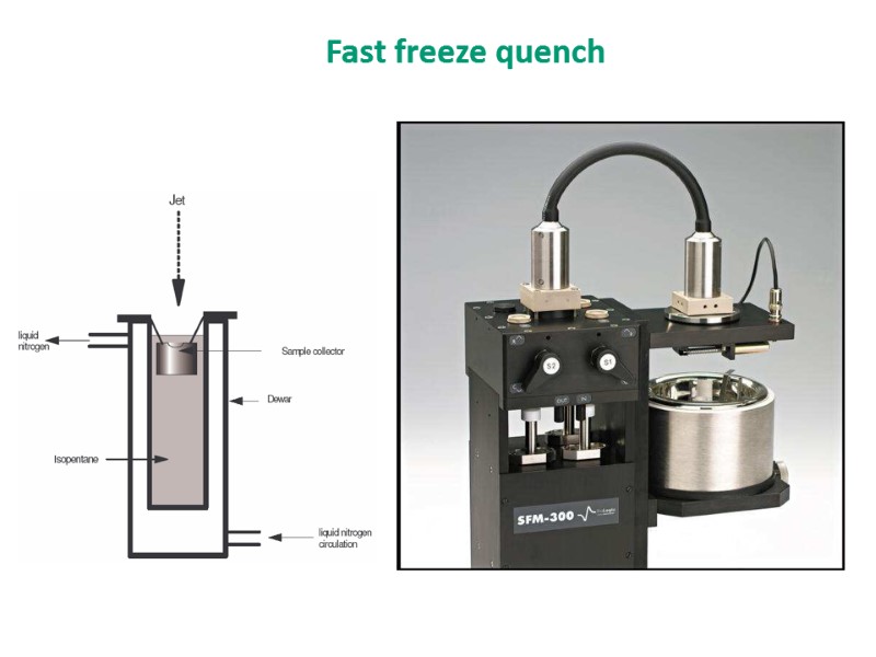 Fast freeze quench